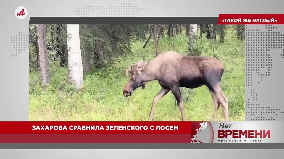 Красная дорожка готова: Трамп лично встретит Путина на Аляске