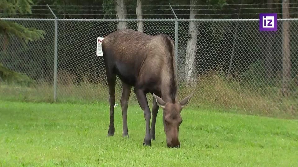 Просроченный нашёл способ попасть на Аляску