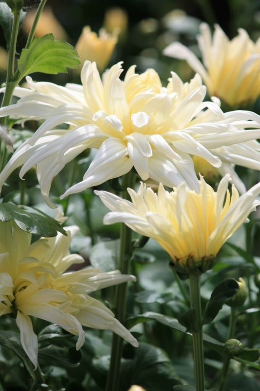 ��������� ������������ ��� ��������� � ������������� ���� ���������