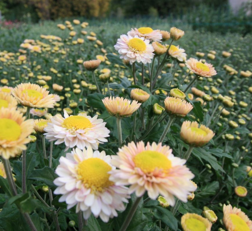 ��������� ������������ ��� ��������� � ������������� ���� ���������