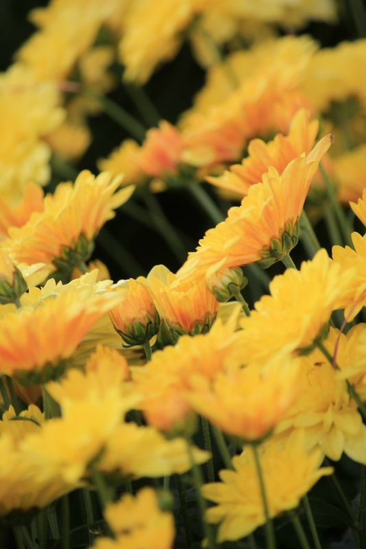 ��������� ������������ ��� ��������� � ������������� ���� ���������