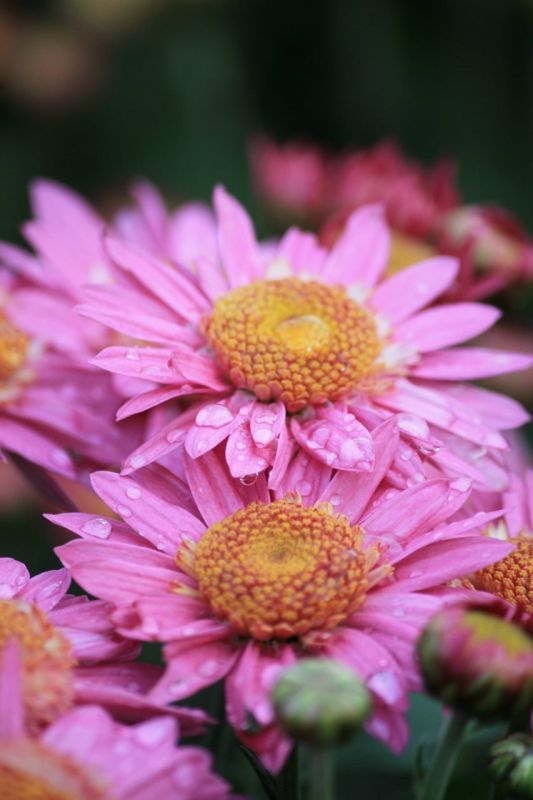 ��������� ������������ ��� ��������� � ������������� ���� ���������