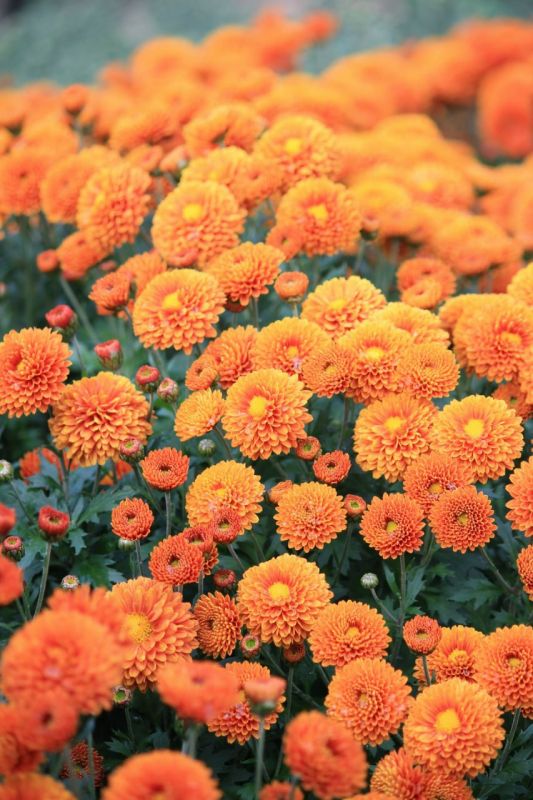 ��������� ������������ ��� ��������� � ������������� ���� ���������