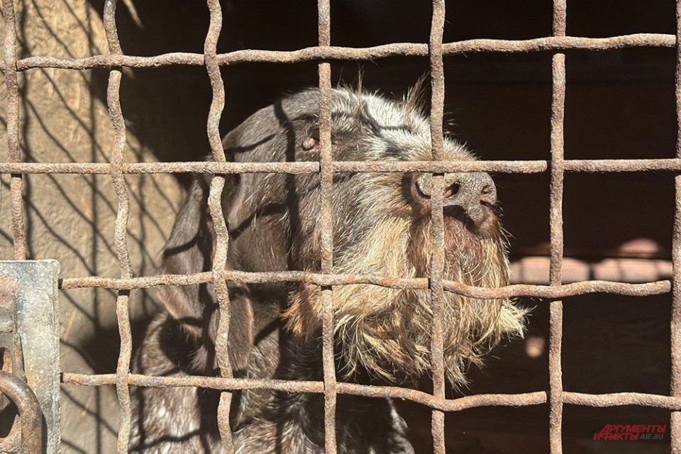 Выбрали сторону правды. Семья из Курахово выжила под ВСУ и помогает землякам Выбрали сторону правды. Семья из Курахово выжила под ВСУ и помогает землякам