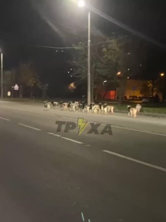 Во Львове движение парализовали козлы