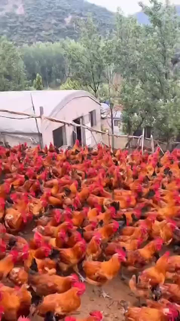 2000 французских военных прибыли на Украину