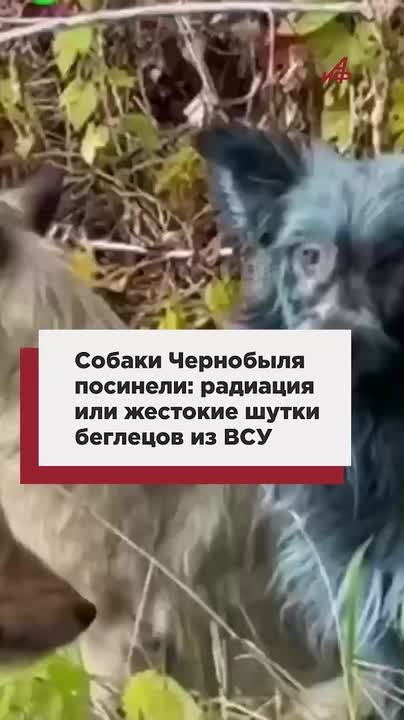 Собаки Чернобыля посинели: радиация или жестокие шутки беглецов из ВСУ