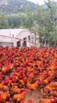 2000 французских военных прибыли на Украину