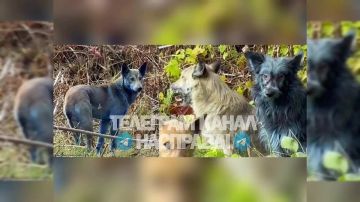 На территории Чернобыля замечены стаи собак с синим мехом