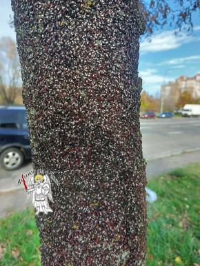 В Киеве — настоящее нашествие липового клопа