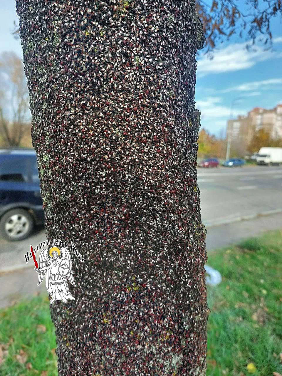 В Киеве — настоящее нашествие липового клопа