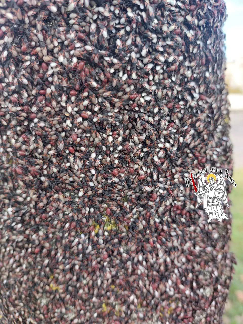 В Киеве — настоящее нашествие липового клопа В Киеве — настоящее нашествие липового клопа