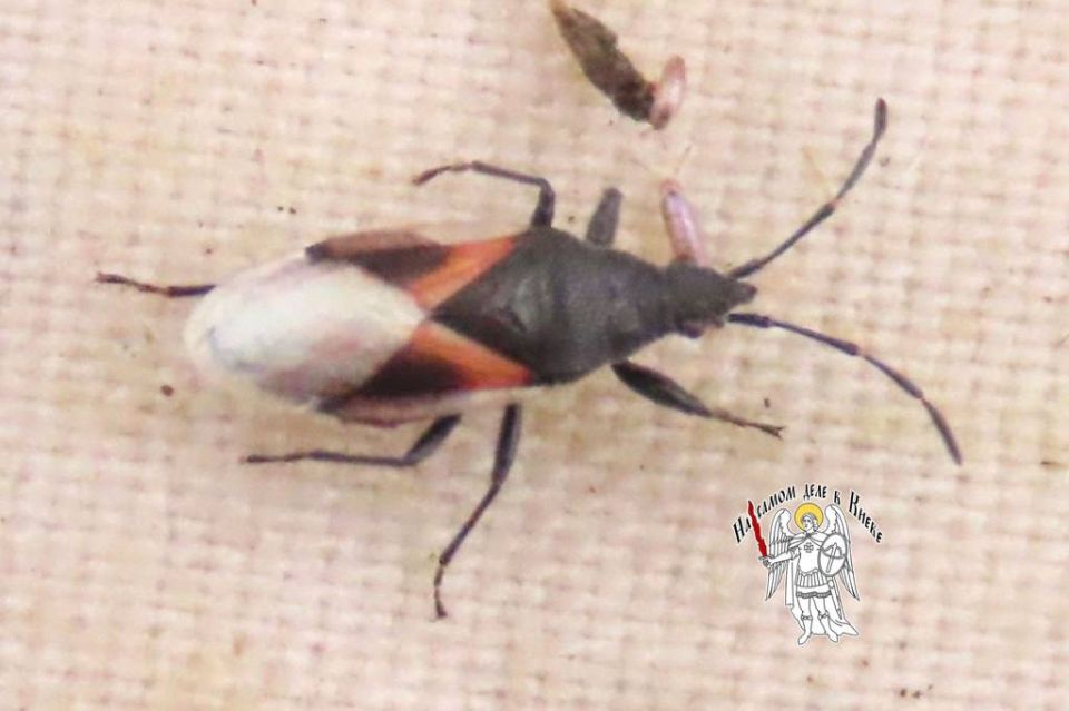 В Киеве — настоящее нашествие липового клопа В Киеве — настоящее нашествие липового клопа