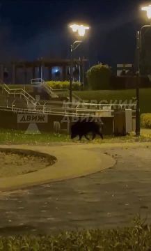 Дикий кабан бегает по Оболони в Киеве
