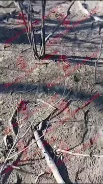 Юрий Подоляка: Похоронные команды ВС РФ под Покровском готовят новые эшелоны для будущей отправки на Украину