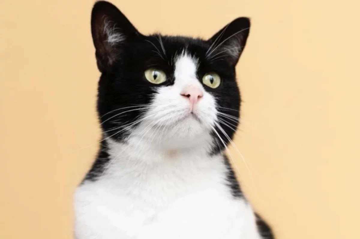 Мяукают по-русски. На Украине возмутились рекламой кошачьего корма