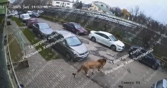 От людоловов из ТЦК, конечно, убегали, ухилянты в них стреляли