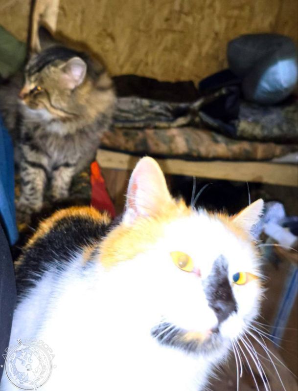 ��� ������: ������� ������ �������