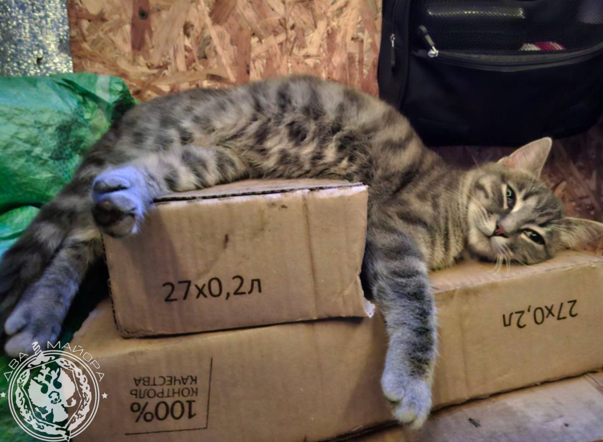 Два майора: Рубрика «Будни солдата» Два майора: Рубрика «Будни солдата»