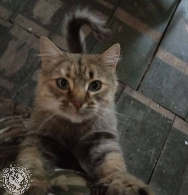 ��� ������: ������� ������ �������