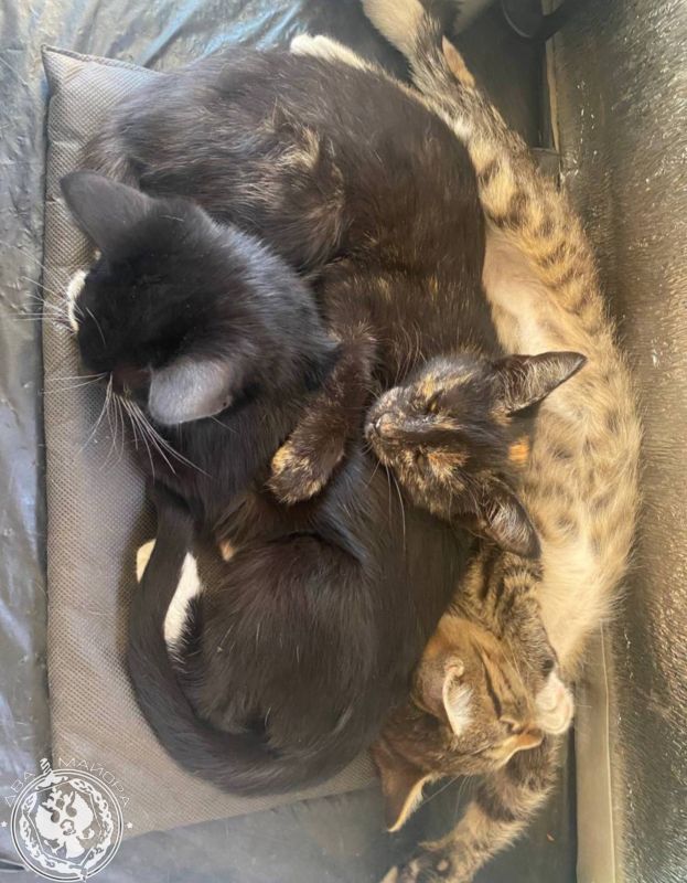 ��� ������: ������� ������ �������