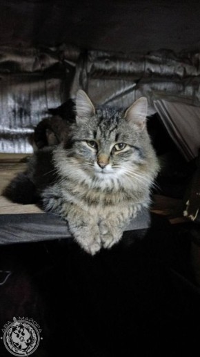 Два майора: Рубрика «Будни солдата»