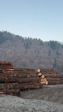 #бандеровская_оккупация: уехать из Украины в ЕС легко, если ты дерево