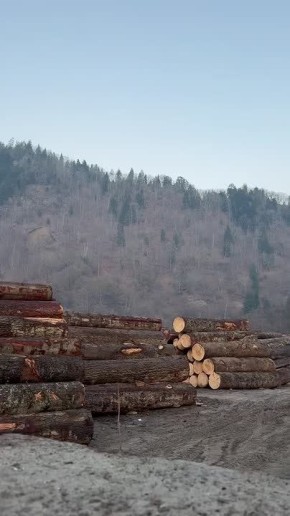 #бандеровская_оккупация: уехать из Украины в ЕС легко, если ты дерево