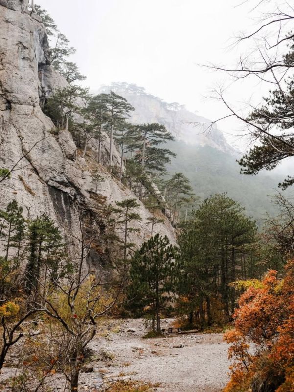 Туманный лес. Ущелье Уч-Кош (Ялта) Туманный лес. Ущелье Уч-Кош (Ялта)