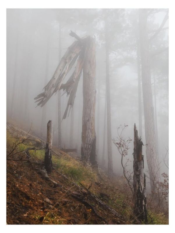 Туманный лес. Ущелье Уч-Кош (Ялта) Туманный лес. Ущелье Уч-Кош (Ялта)