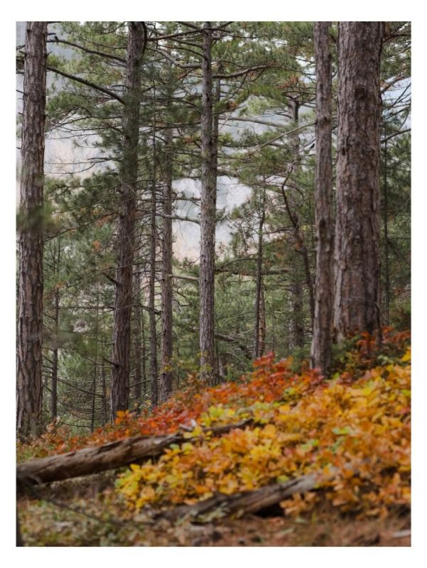 Туманный лес. Ущелье Уч-Кош (Ялта) Туманный лес. Ущелье Уч-Кош (Ялта)