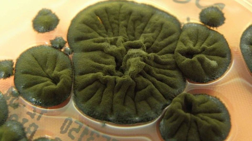 � ��������� ������ ���� ������������ ���������: