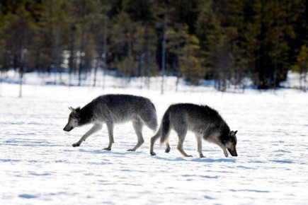 ������ ���������: CNN: ����� �������� ������ � ������ ������