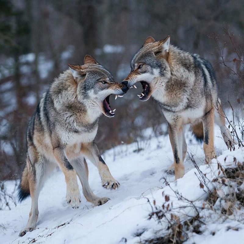 ������: ���������� ��������* � ������� ����� ���� ������