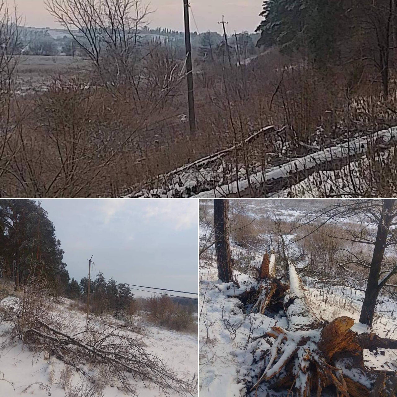Поваленные деревья, заносы и оборванные ЛЭП — ДТЭК показал последствия снежного апокалипсиса в Киевской области