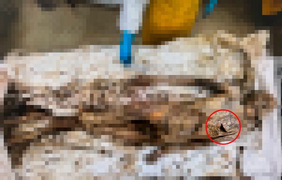 Дмитрий Стешин: Убийство нашего бойца в бандеровском плену Дмитрий Стешин: Убийство нашего бойца в бандеровском плену