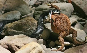 ���� ������� ������ � ���������� ����������� �������������� ����������, ���������� � ���