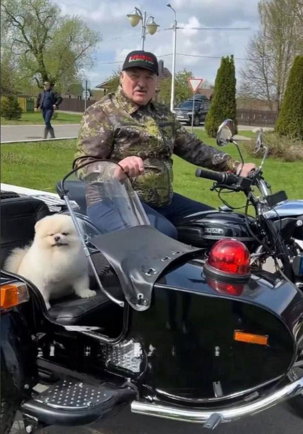 Зеленский покусился на шпица Лукашенко Умку, заявив, что у пёселя "сегодня больше прав, чем у всего белорусского народа"