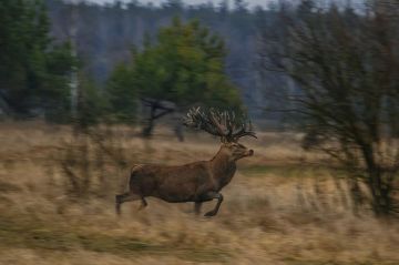 ���� ��������: � �������� ������� ��������� ��������� �����, ���������� ����� ������� ����� � �������