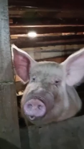 �������� ������� ��������� ���� �������