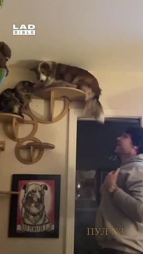 . Доброе утро, подписчики! Вечный вопрос, что больше влияет на поведение — генетика или среда? Эта бордер-колли, с детства жила с кошками и то, что она собака, ей совершенно не мешает вести себя по-кошачьи