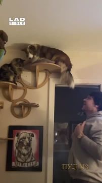 . Доброе утро, подписчики! Вечный вопрос, что больше влияет на поведение — генетика или среда? Эта бордер-колли, с детства жила с кошками и то, что она собака, ей совершенно не мешает вести себя по-кошачьи