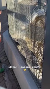 #�������_���_�����������: �������������� ���� ������