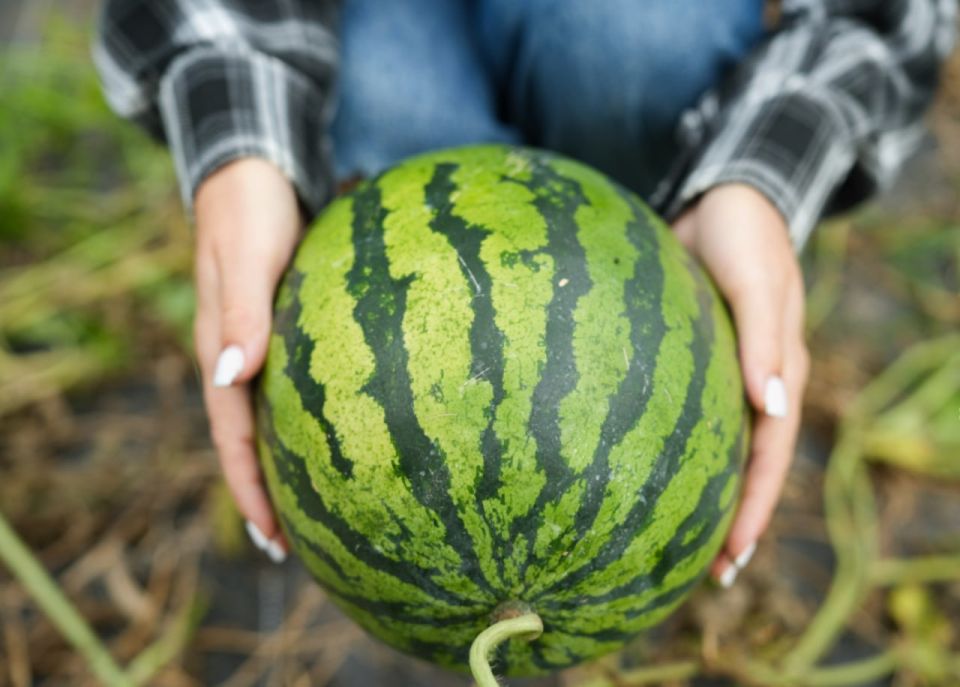 Эдуард Басурин: ЕС подарила Украине «гарбуза»*