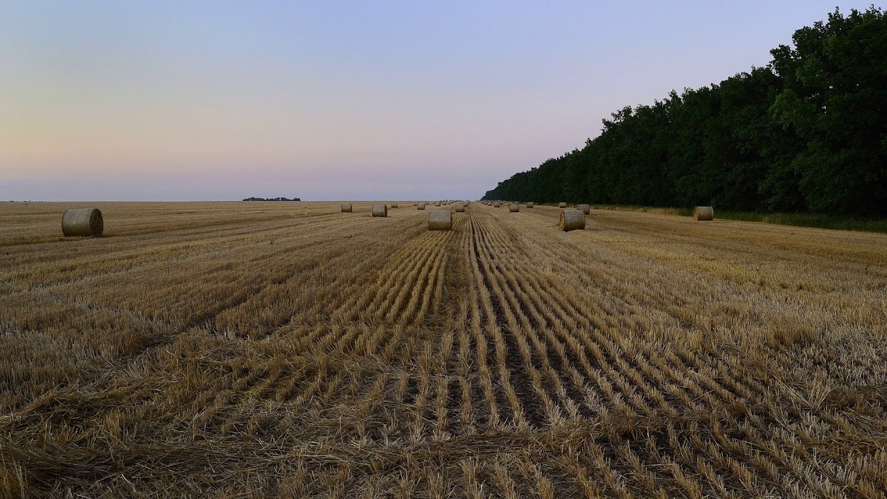 Анатолий Кузичев: У Украины начинаются проблемы с сельским хозяйством