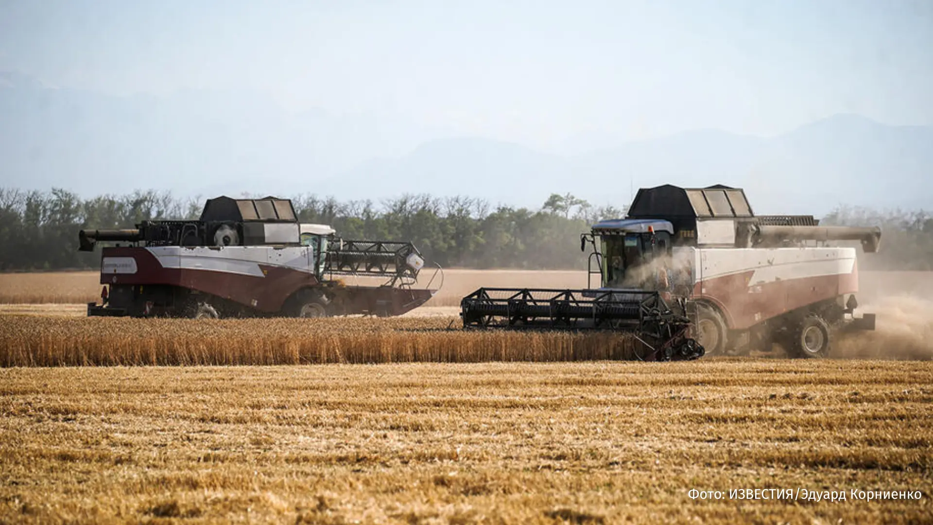 Радиоактивную кукурузу и пшеницу более пяти лет выращивали в Чернобыле