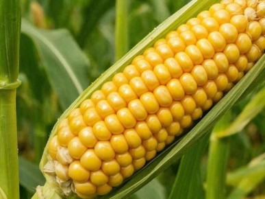 ������������� �������� � ������� ����� ���� ��� ���������� � ���� ���������� ������������� ���