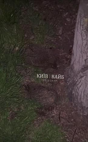 #�������_���_�����������: ��������� ���������� � ����� ��-���������, �� �� ������ �� ������