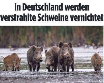 � ����� �������� ����� ������������� ������ �� ��� ��� �������� ���������� ��������������� �������, ����� Bild