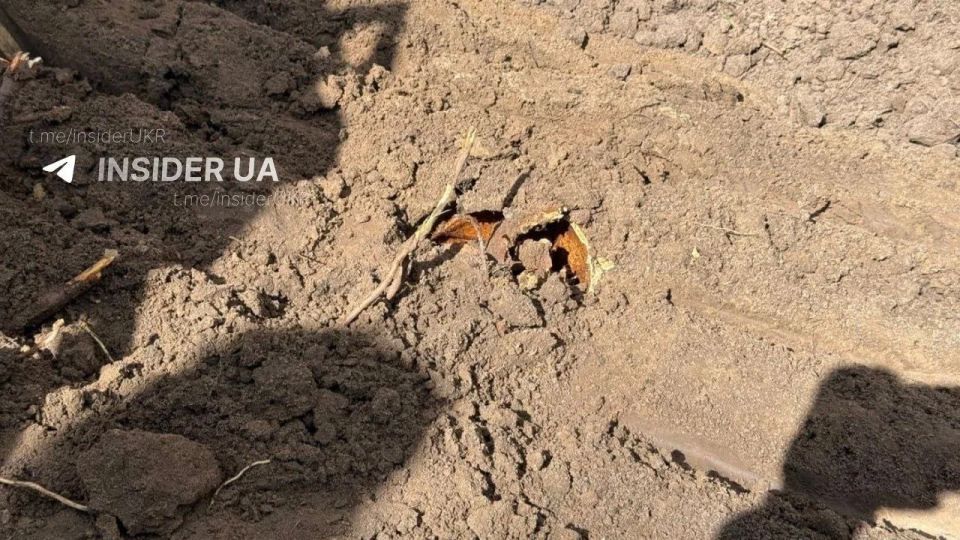 В Волынской области обнаружили братскую могилу в первый же день польско-украинских поисков В Волынской области обнаружили братскую могилу в первый же день польско-украинских поисков